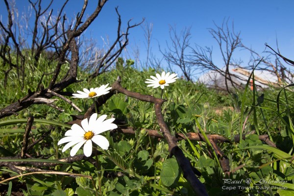 Wildflowers on Signal Hill