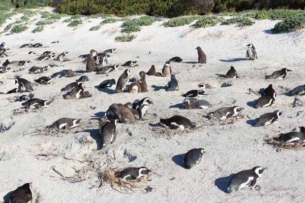 Beachy penguins of Boulders